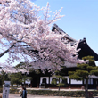 建仁寺の桜