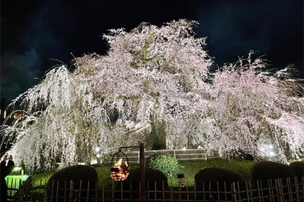 京都 春の夜